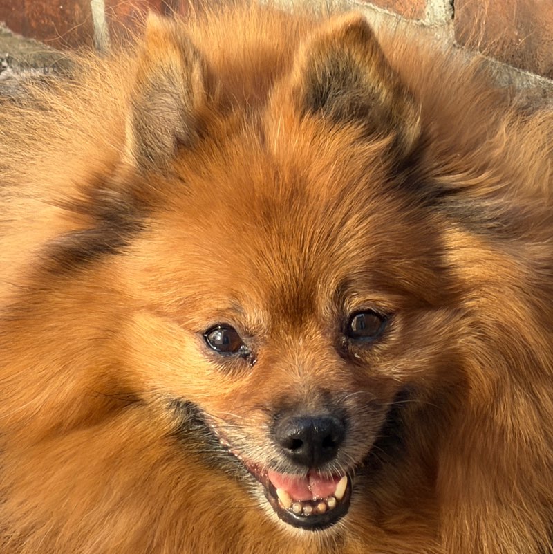 Marcelo