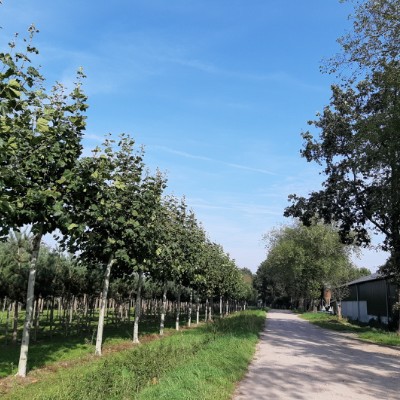 Welcome to Netherlands😃 Tomek ❤🇵🇱❤ post image