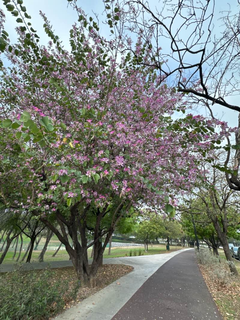 walking near me in Parque Colinas in spring