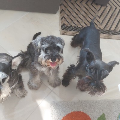 🇷🇸SERBIA PACERS🇷🇸 Kjata post image