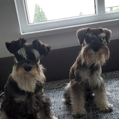 🇷🇸SERBIA PACERS🇷🇸 Kjata post image