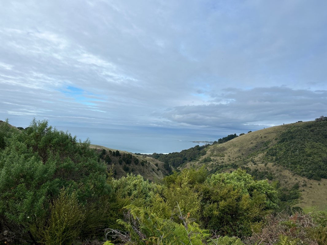 walking near me in Wild Dog Creek Streamside Reserve in summer