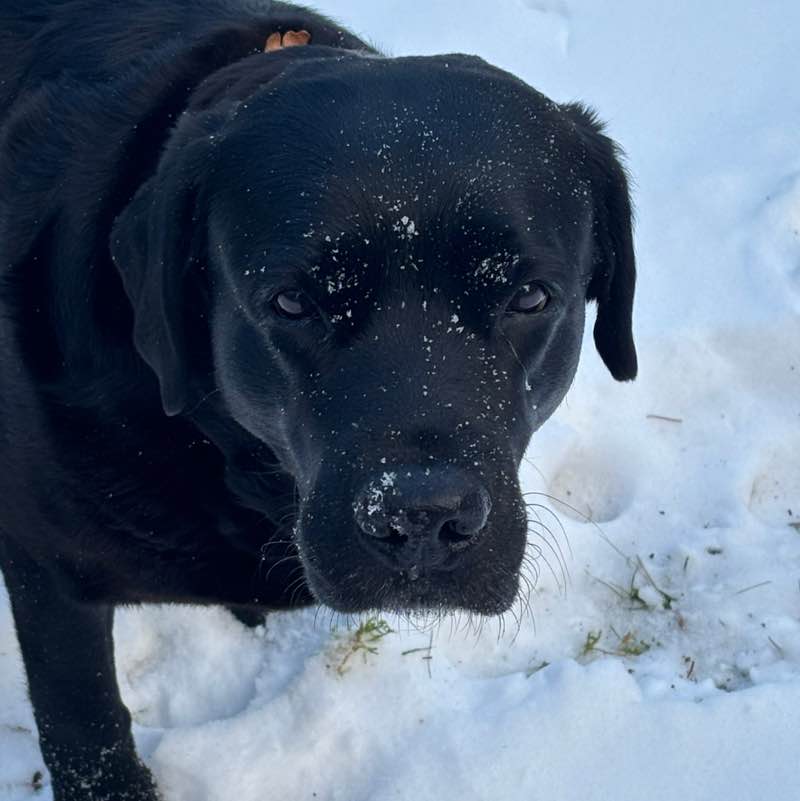 Gathering of the clan Elizabeth post image