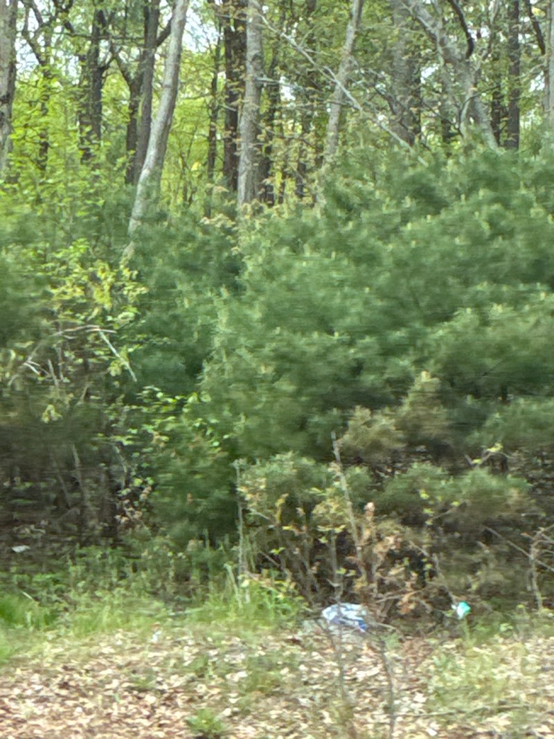 walking near me in Blue Hills Reservation in spring