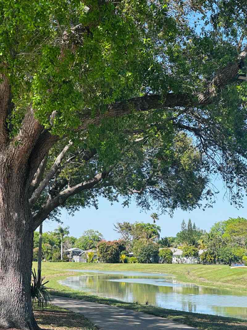 walking near me in Cypress Park East in spring