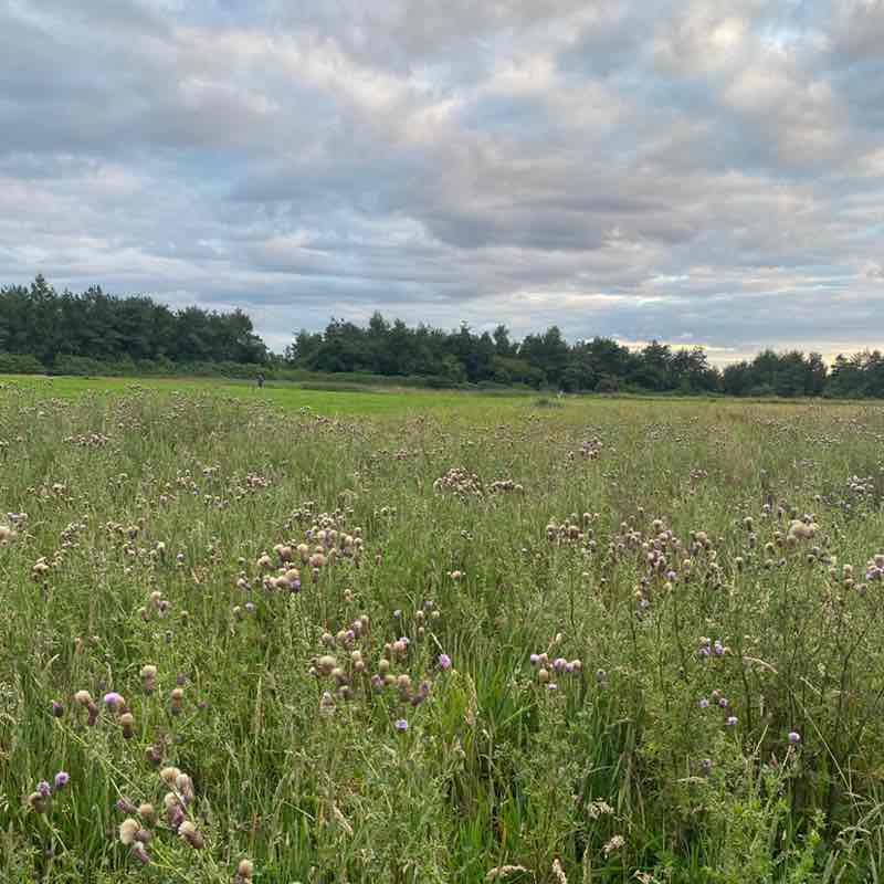 Cunningham 53 post 1