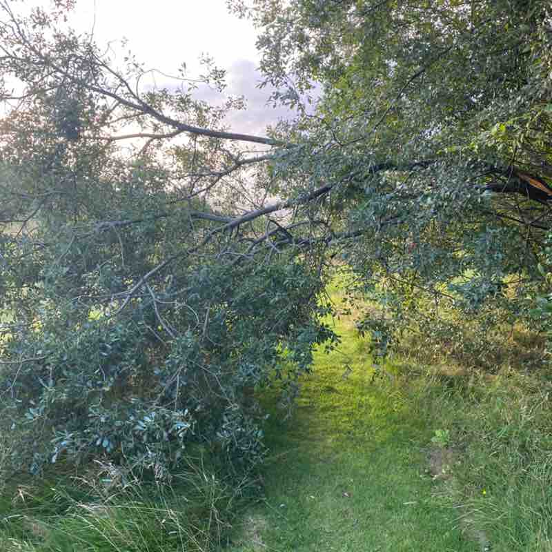 Cunningham 53 post 1