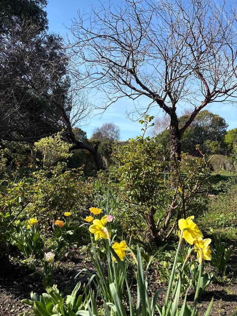 walking near me in Davis Park in spring