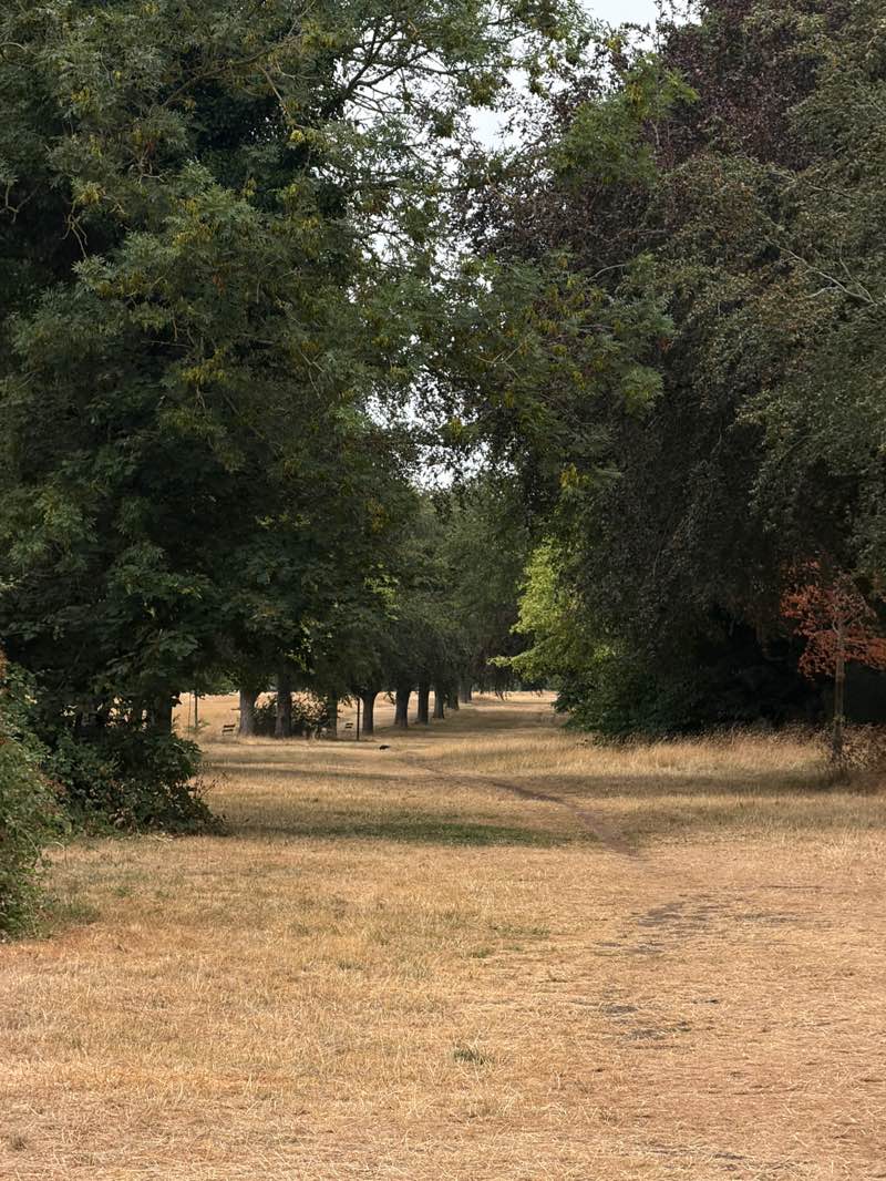 walking near me in Clifton Down in summer