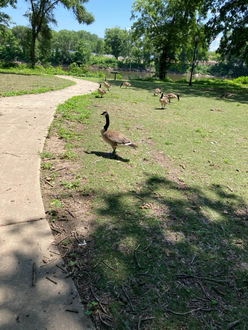 walking near me in Bird Park in summer