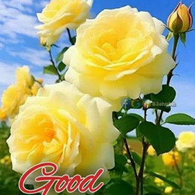 Fearless & Flawless ๐๐ฉต Prabhu post image