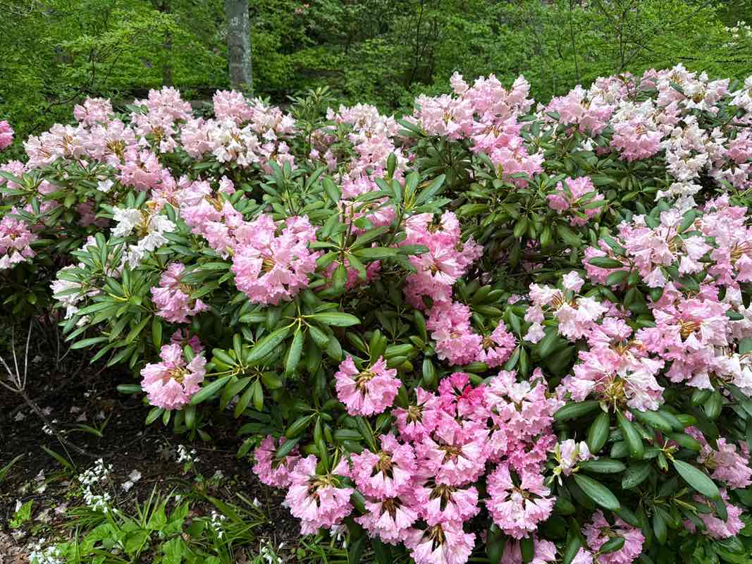 walking near me in Coastal Maine Botanical Garden in summer