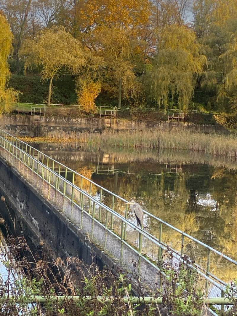 walking near me in OLGA Park in autumn