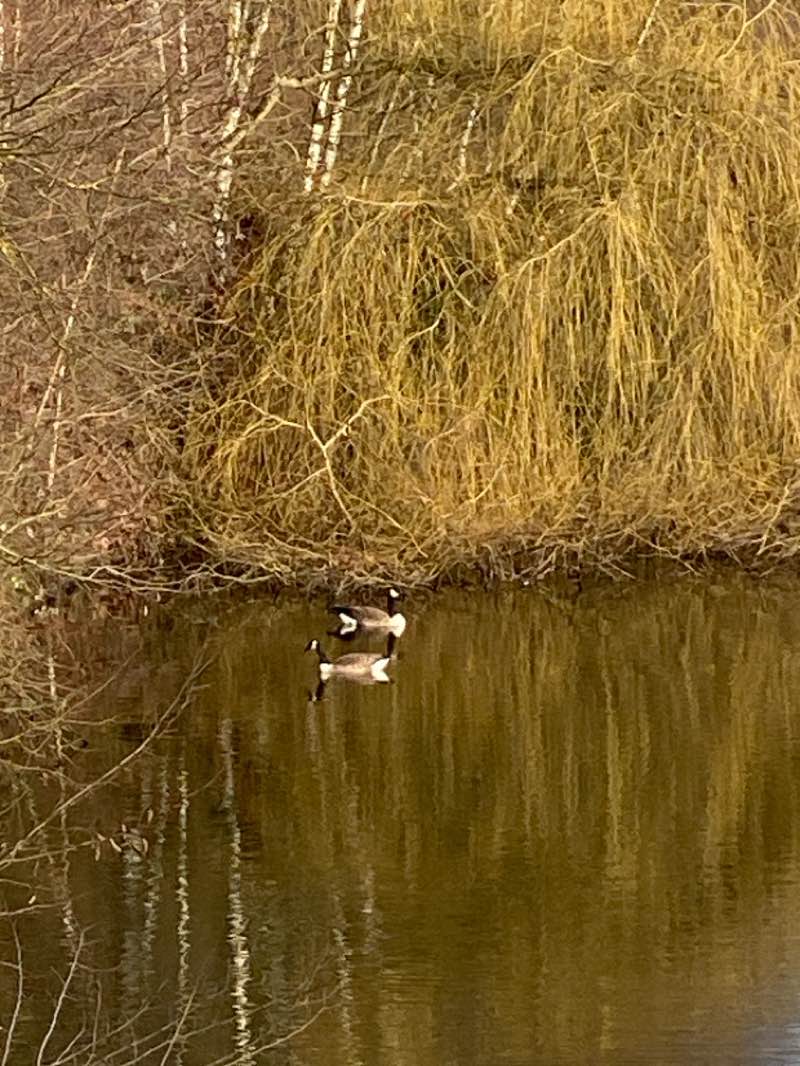 walking near me in OLGA Park in winter