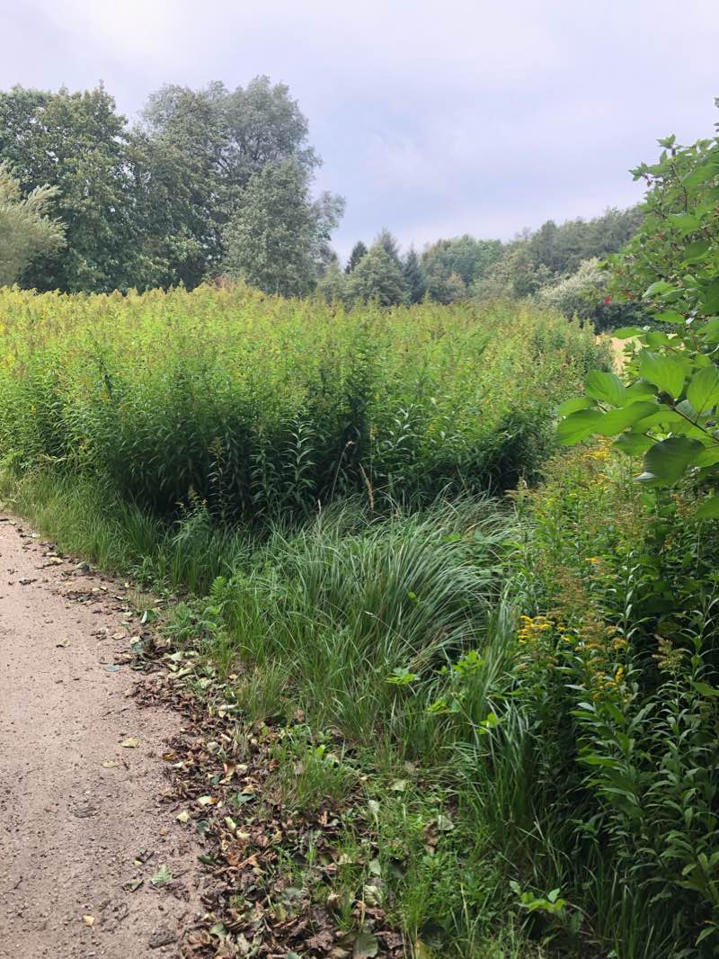walking near me in Kommandørlunden in winter