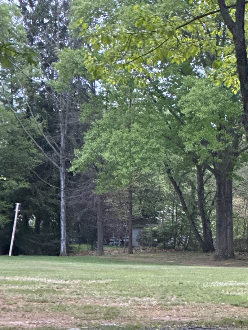 walking near me in Van Nest Park in spring