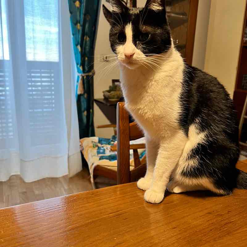 我是新北人 Giovanni post image