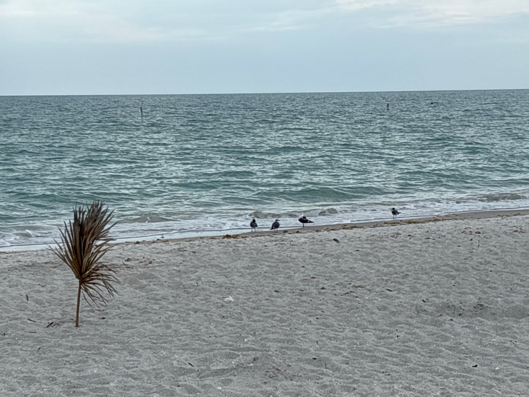 walking near me in Bonita Beach Park in spring