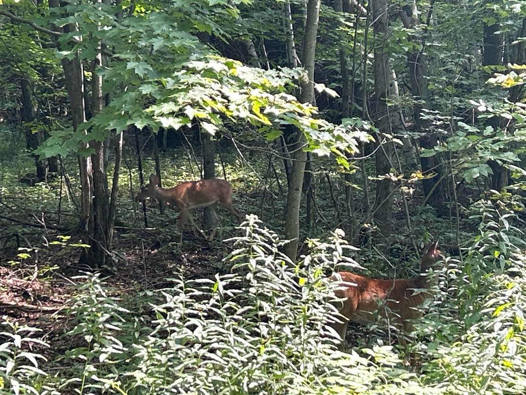 walking near me in Relais des cheminots in winter