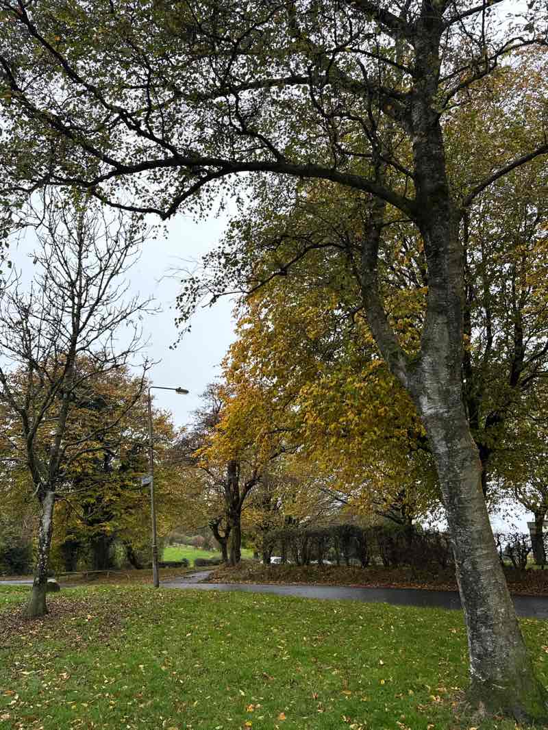 walking near me in Linn Park in autumn