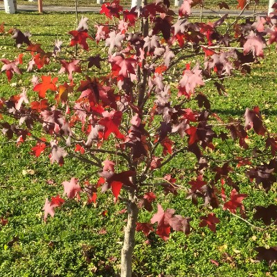 ИДЁМ К ЦЕЛИ🕊️❤️ 🍁Светлана🍁 post image