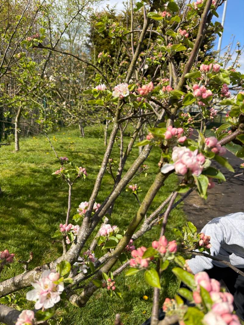 walking near me in Blackrock Park in spring