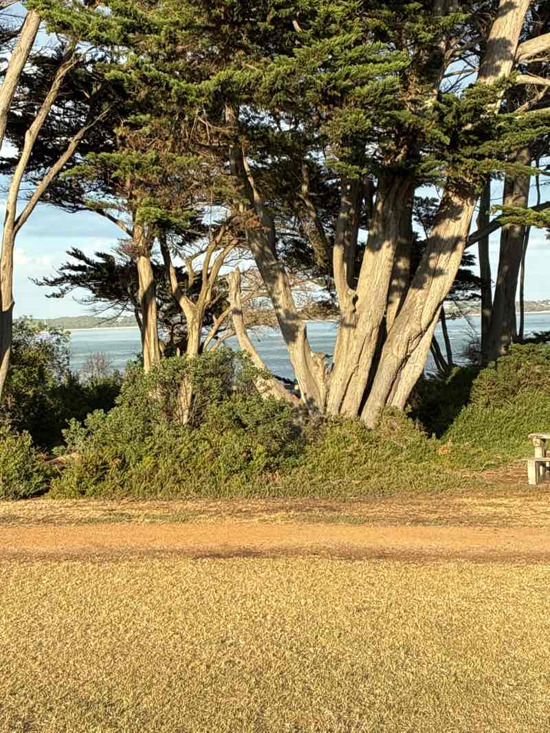 walking near me in Lions Park in summer