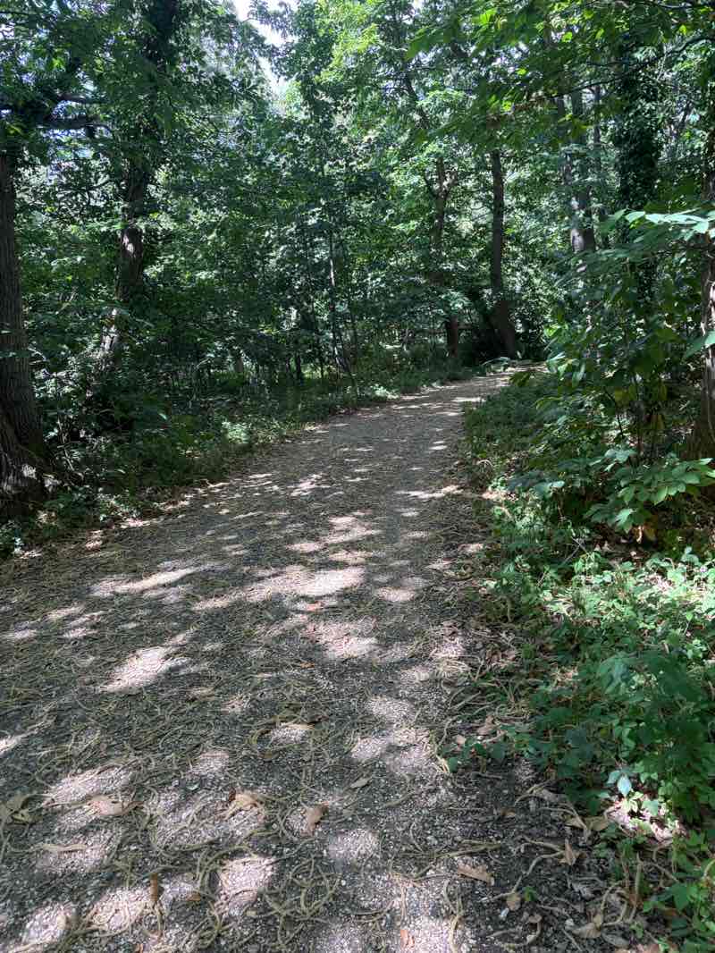 walking near me in Staunton Country Park in summer