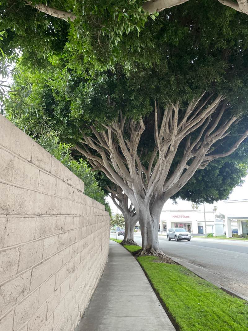 walking near me in Walteria Park in winter