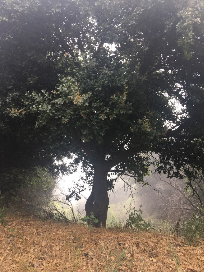 walking near me in Antonovich Open Space Preserve in winter