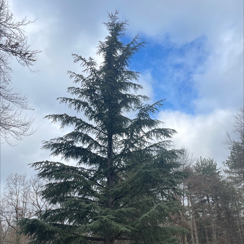 edrgs 🇫🇷🇺🇸🐼