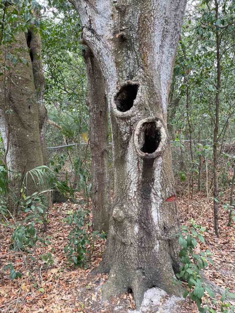 walking near me in Hammock Park in winter