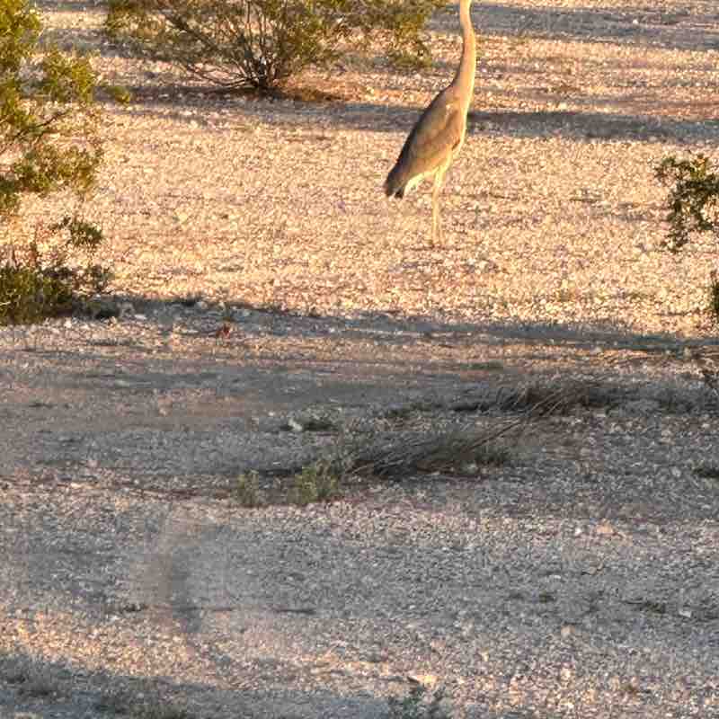 Free Strides dslexpress post image