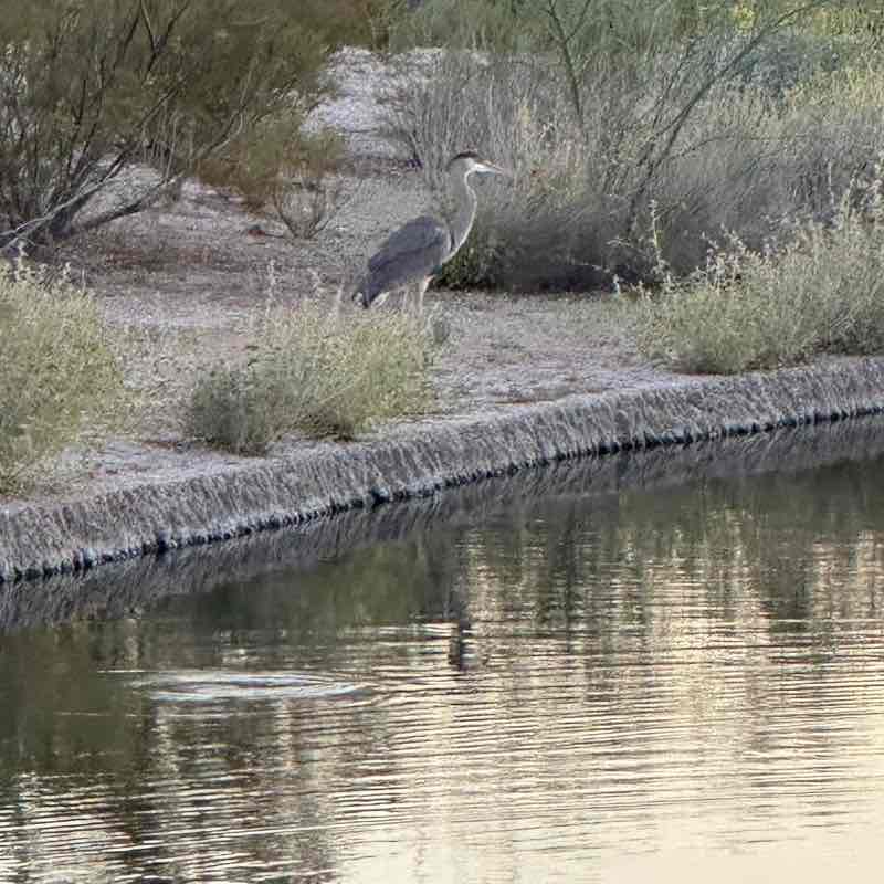 Free Strides dslexpress post image