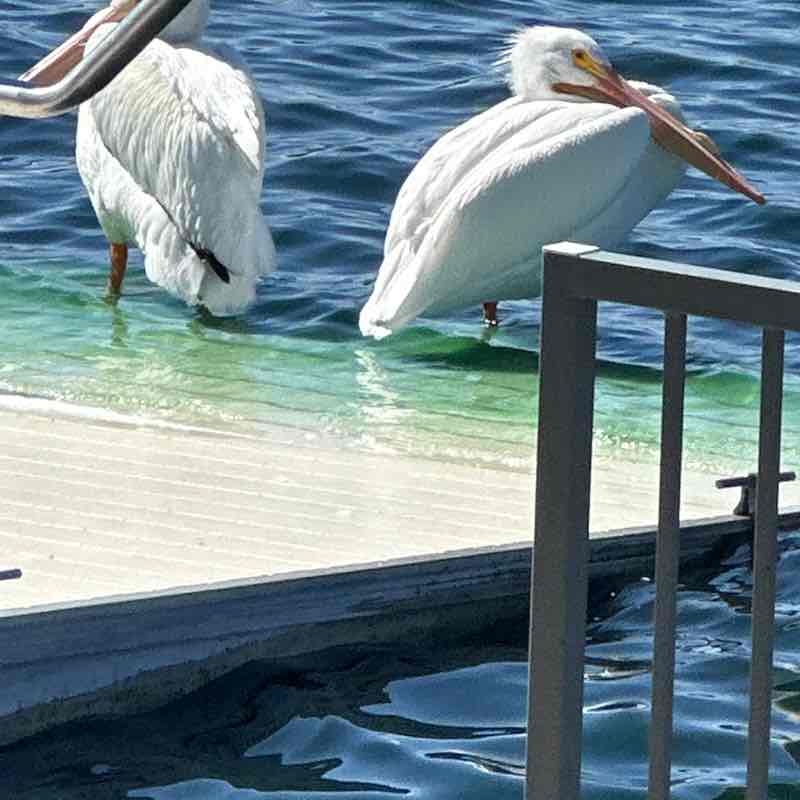 Free Strides dslexpress post image