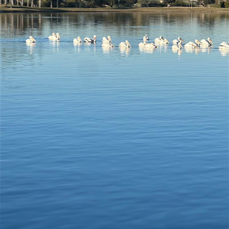 Free Strides dslexpress post image