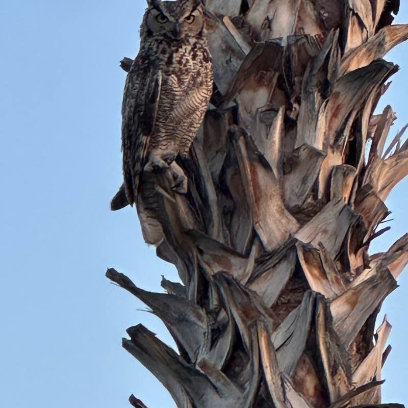 Free Strides dslexpress post image