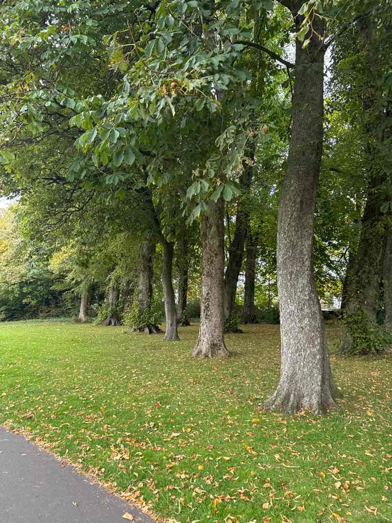 walking near me in Rouken Glen Park in autumn
