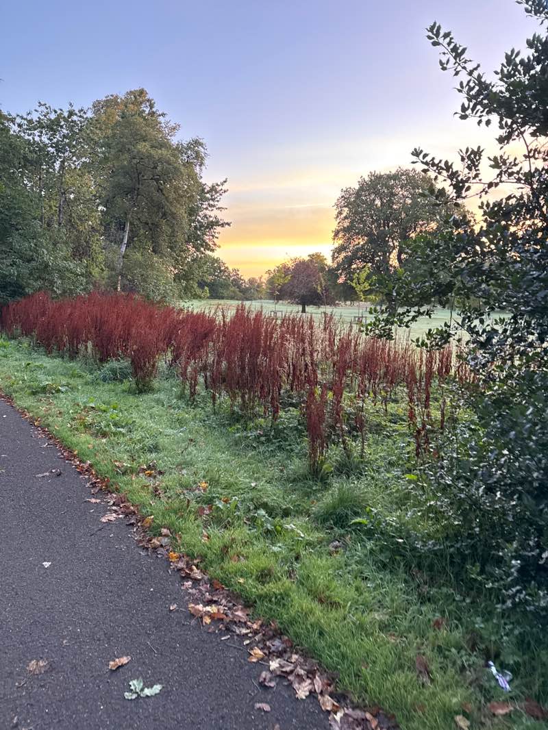 walking near me in King's Park in autumn