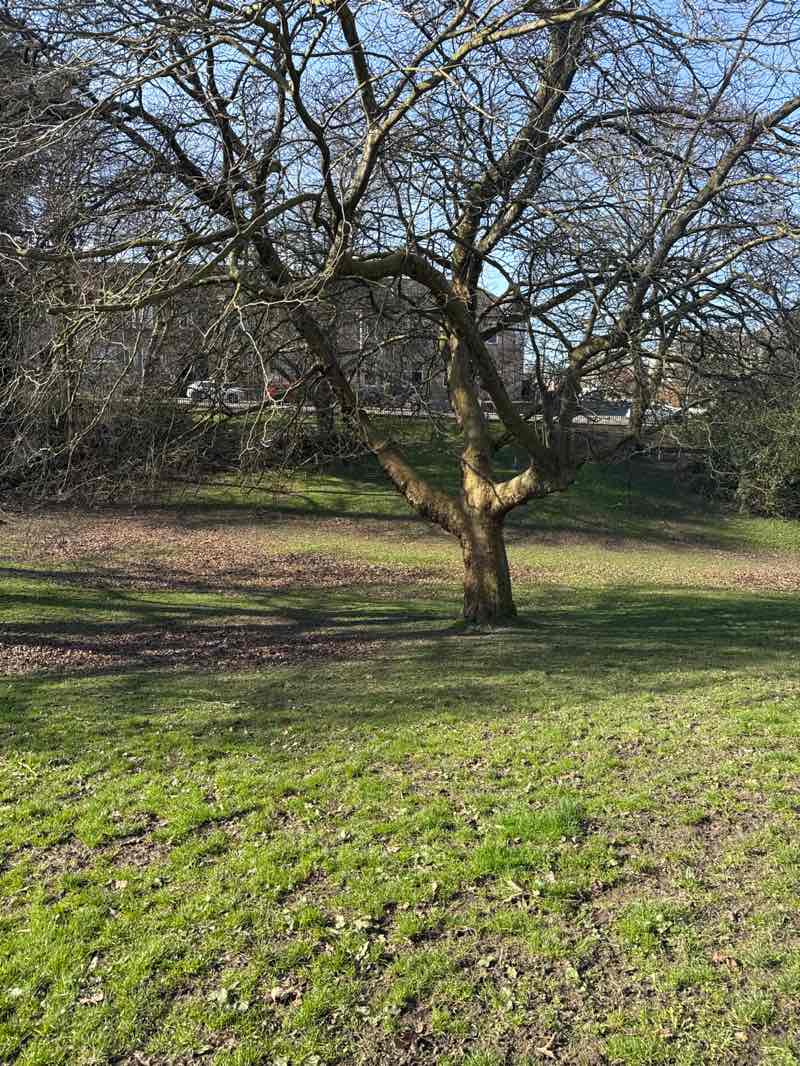 walking near me in Woodburn Park in spring