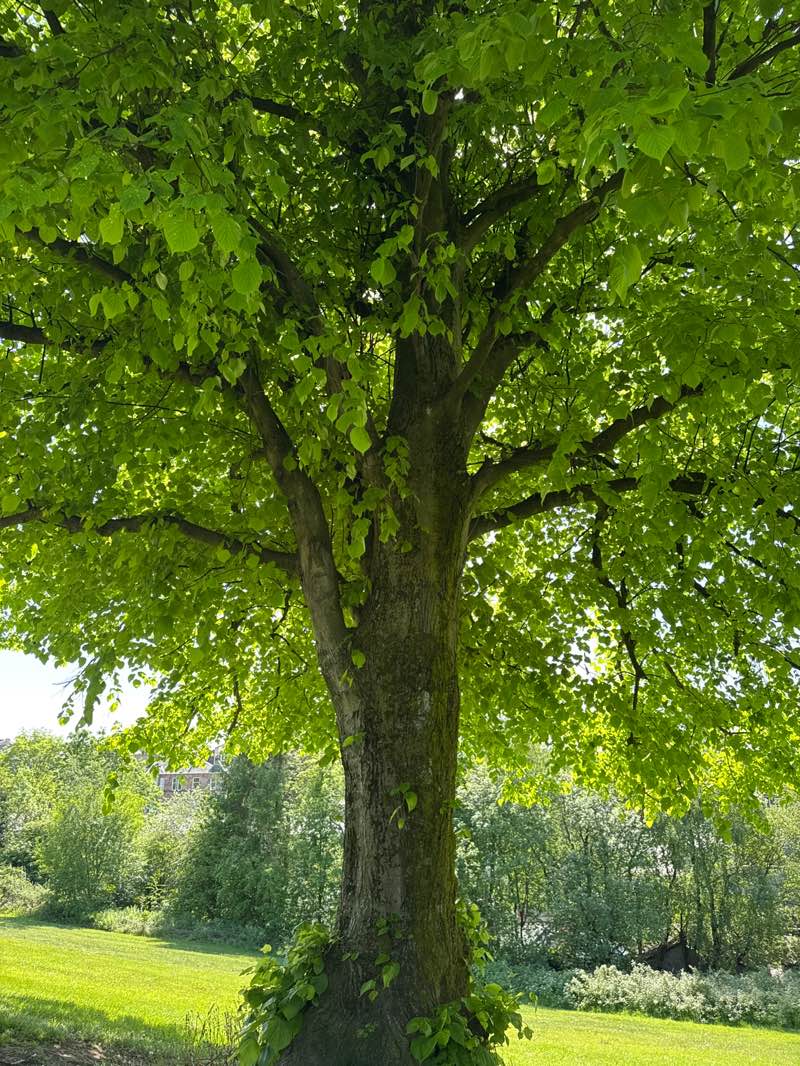 walking near me in Library Hill Park in summer