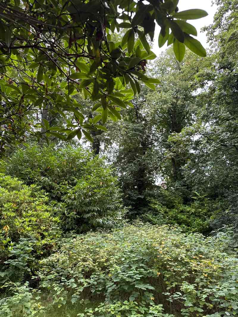 walking near me in Maxwell Park in summer