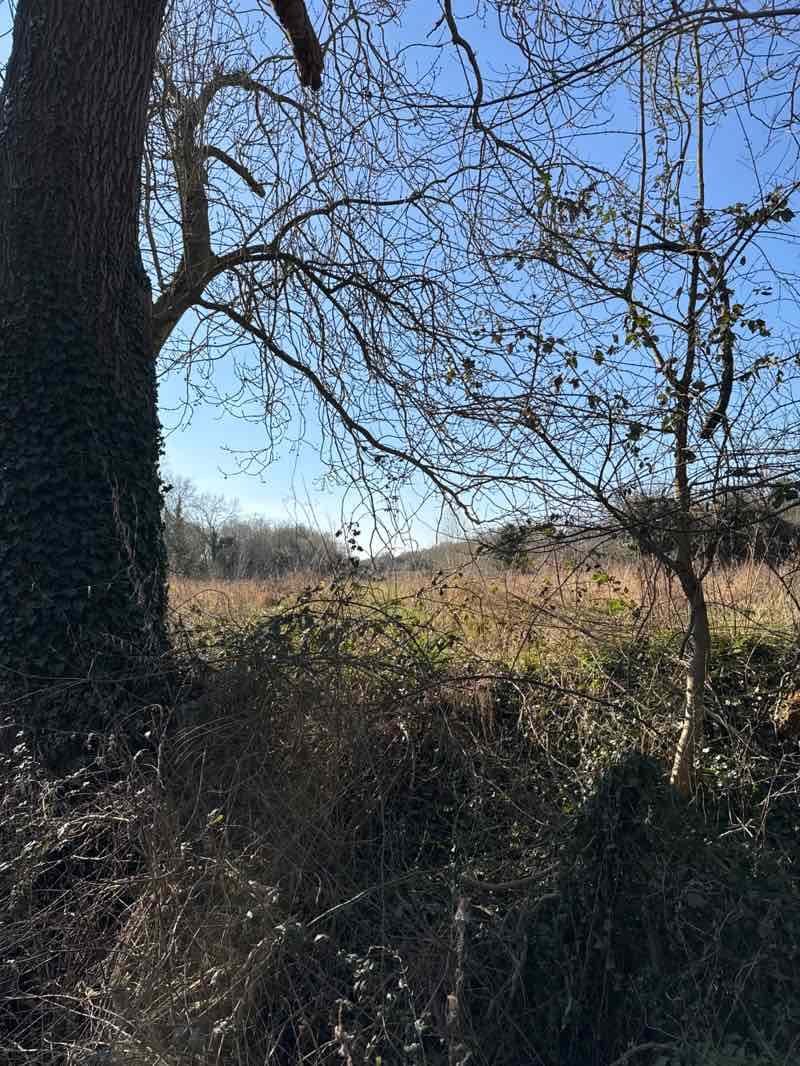 walking near me in Berman Park in spring
