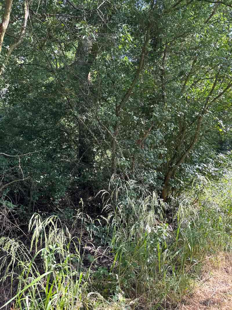 walking near me in Monks Wood NNR in summer