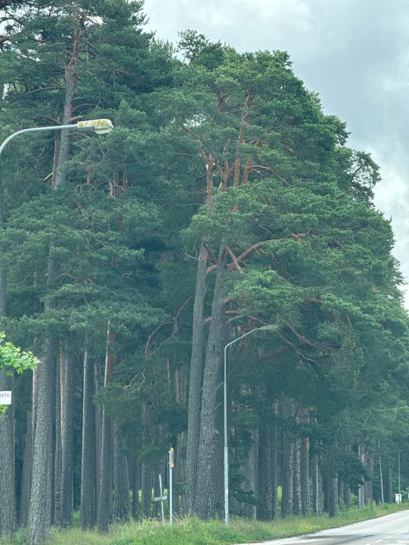 walking near me in Regementsparken in summer