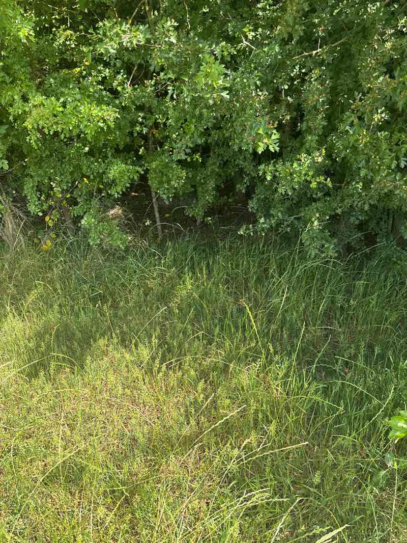 walking near me in Meadow Park in summer