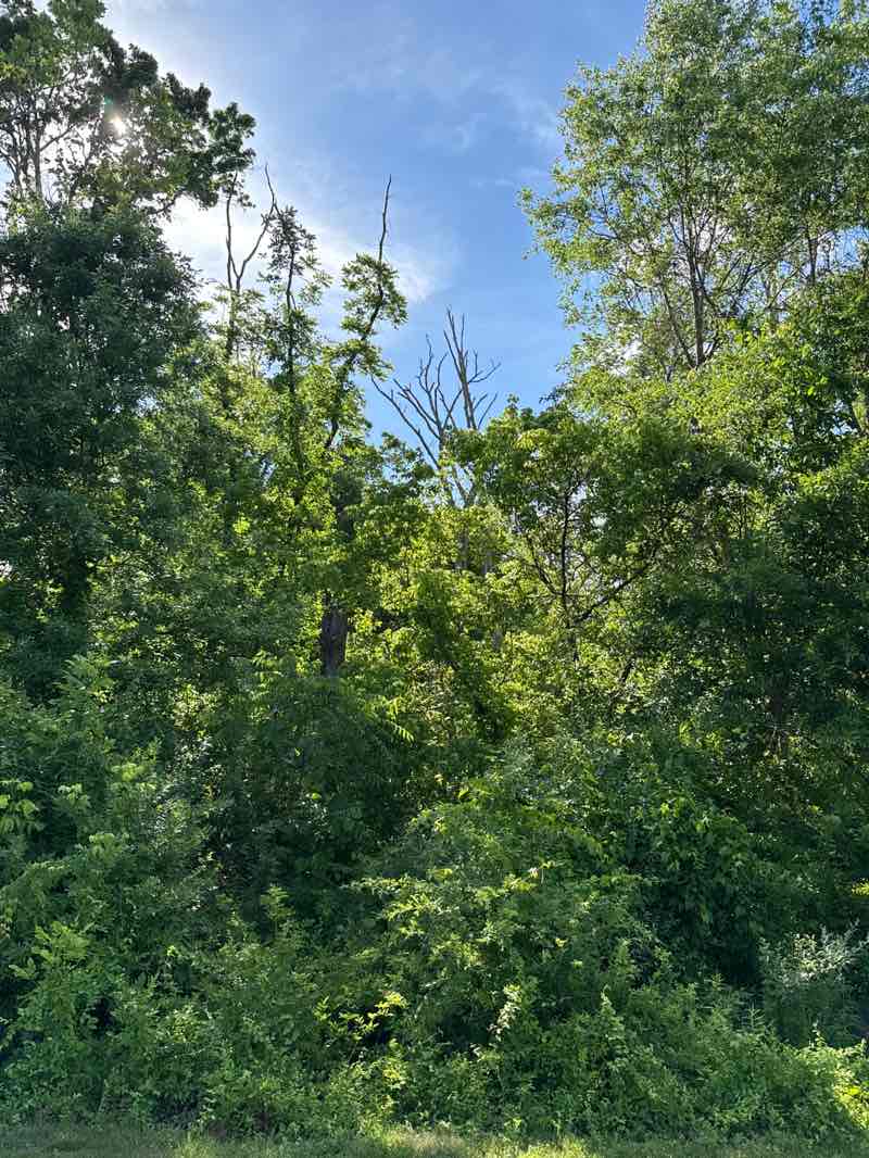 walking near me in Greenway Meadows in summer