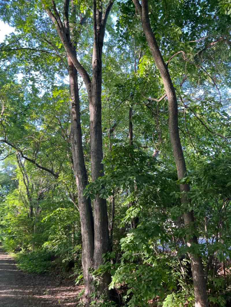 walking near me in Rosa Parks Commons in spring