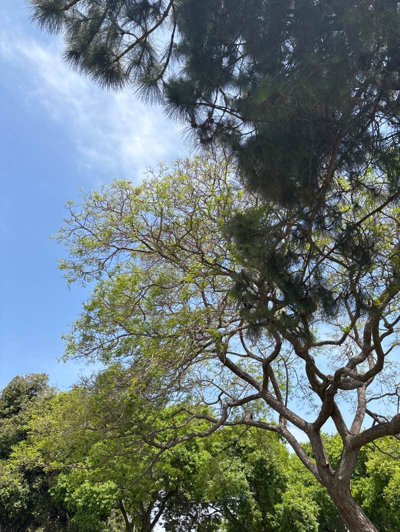 walking near me in Eastwood Memorial Park in spring