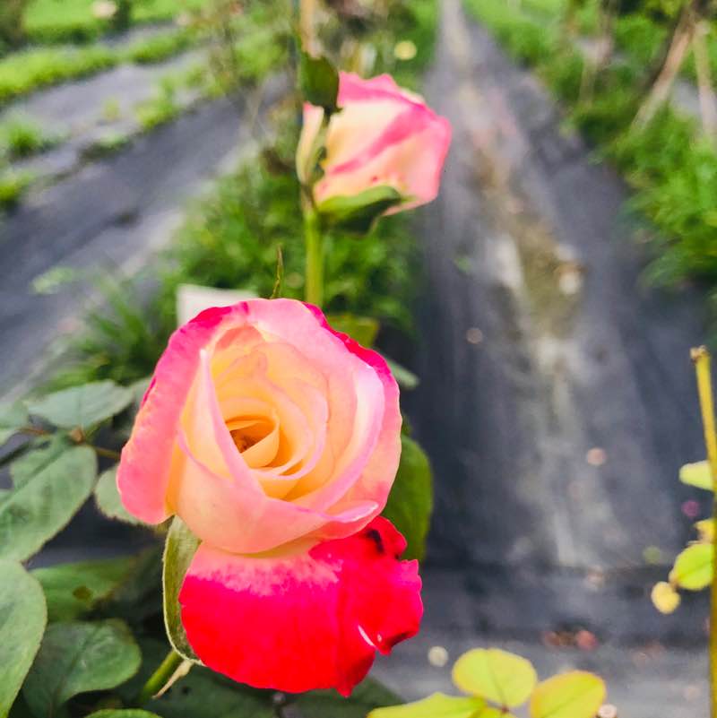 台灣花蓮民宿小站😊 post 3